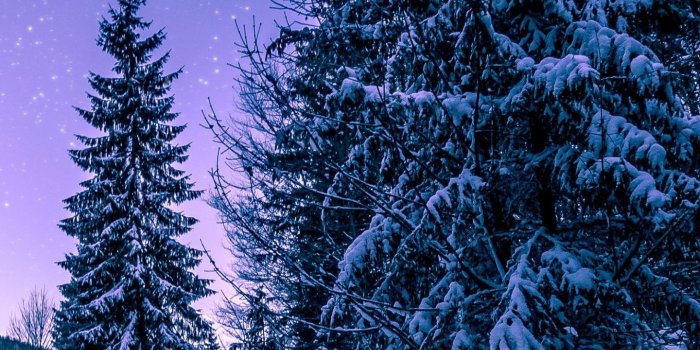 1440x2553 Download 1440x2560 wallpaper forest, trees, night, winter, qhd