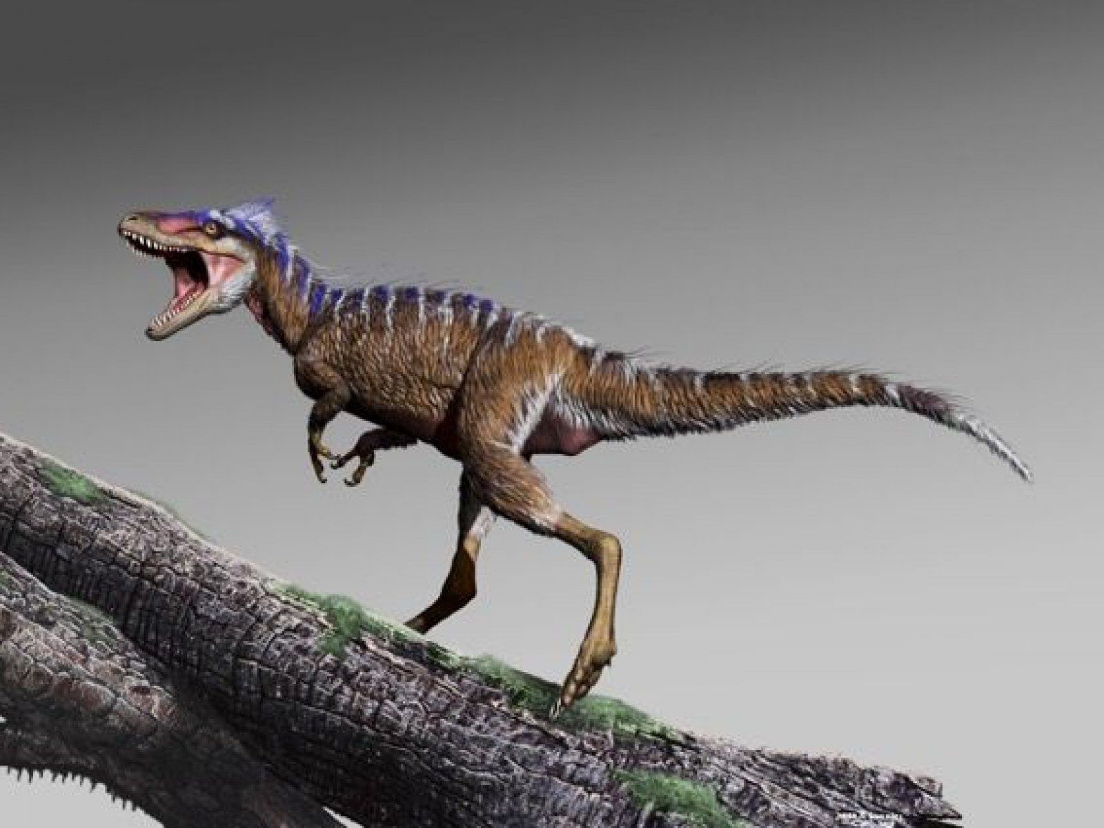 1600x1200 Harbinger of Doom': Tiny, Ancient T. Rex Ancestor 'Moros intrepidus