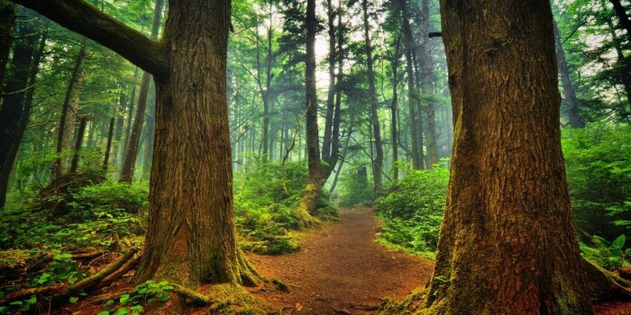 1920x1200 69+ Nature Forest Wallpapers on WallpaperPlay