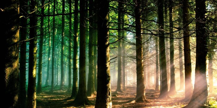 1920x1080 Forest HD Wallpapers