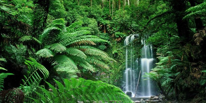 1920x1080 73+] Nature Forest Wallpaper on WallpaperSafari