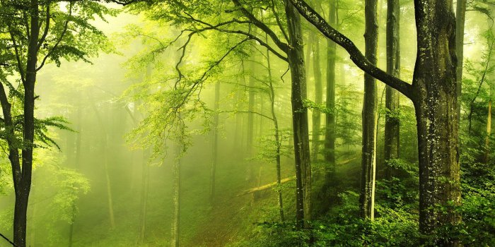 1920x1200 Nature Forest Wallpaper HD 25781 - Baltana