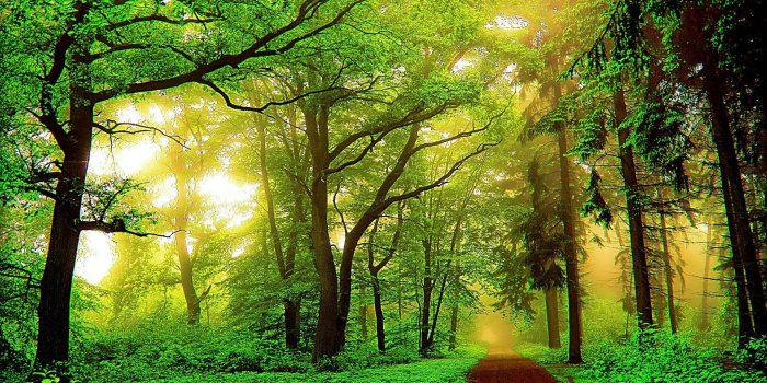 1920x1200 Jungle Wallpapers HD