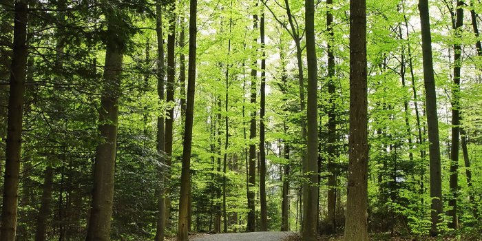 1920x1440 Way in the forest Wallpaper Landscape Nature Wallpapers in jpg