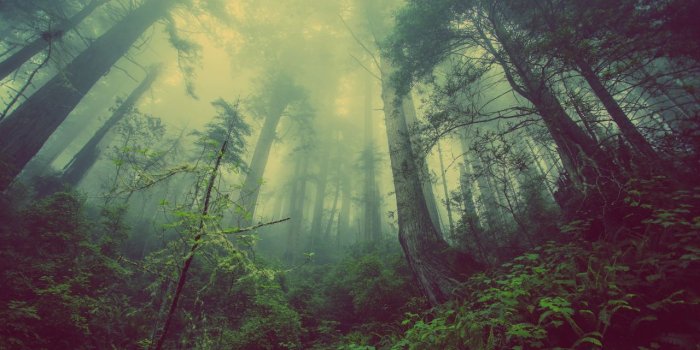 1280x720 Wallpaper Forest, Fog, Trees, Mist, Green, 4K, Nature, #11416