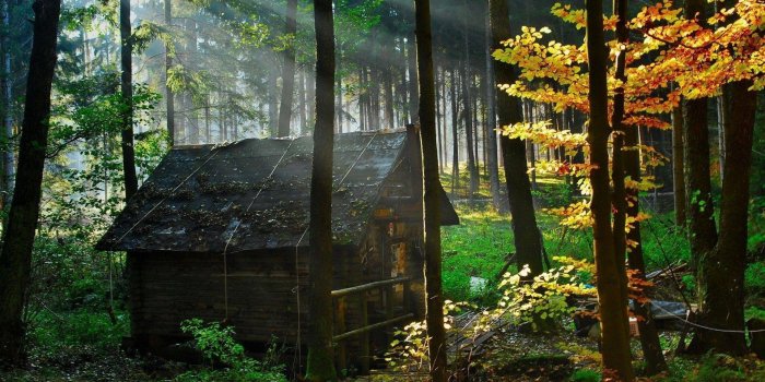 1920x1080 Nature Forest Wallpapers