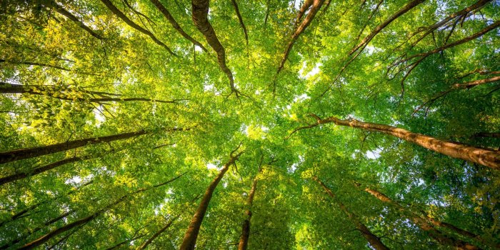 1920x1080 Wallpaper Trees, 5k, 4k wallpaper, 8k, sunlight, leaves, forest