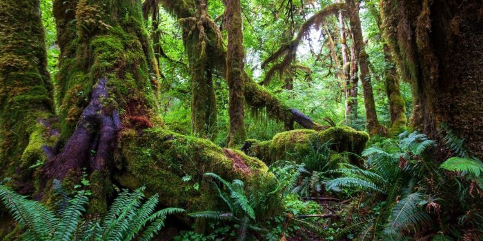 1600x900 HD Nature Forest Wallpaper Images - 1000s New Mobile Phones Photos