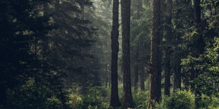 1080x1620 Stunning Forest Pictures [HQ] | Download Free Images on Unsplash