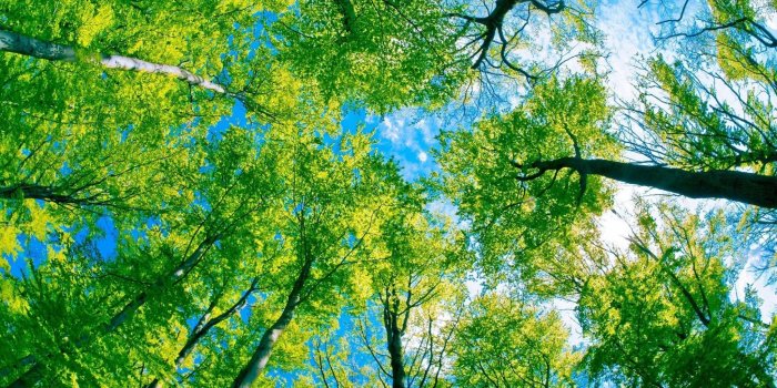 2048x1536 Standard - Forest Wallpaper Nature Free Wallpaper & Backgrounds