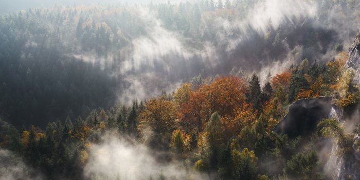 3840x2160 74+ Foggy Forest Wallpapers on WallpaperPlay