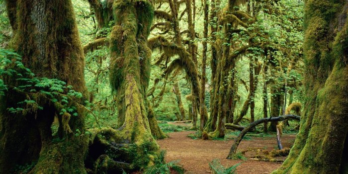 1600x1200 1784 Forest HD Wallpapers | Background Images