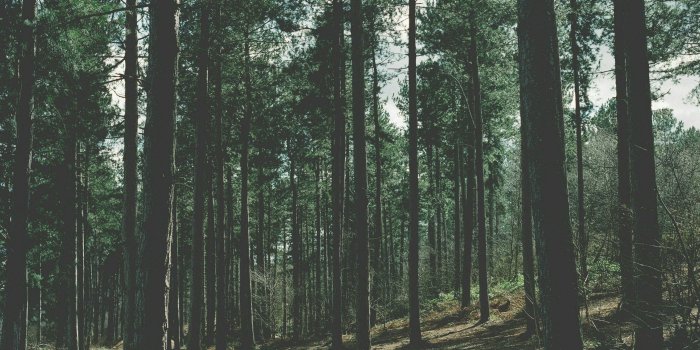 2559x1599 Download 2559x1599px Nature Forest Wallpaper [2559x1599] | 23+