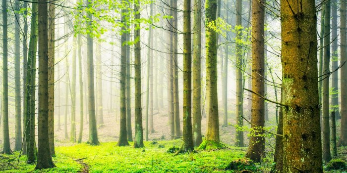 2048x1314 Nature forest spring fog mist wallpaper | 2048x1314 | 118237