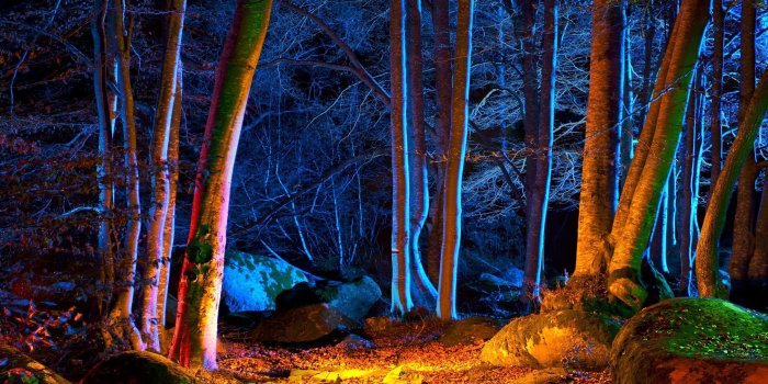 2560x1600 50+ Natural Forest at Night Wallpapers - Download at WallpaperBro