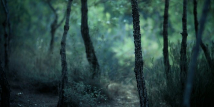 4752x2970 nature, Forest, Trees, Blurred Wallpapers HD / Desktop and Mobile