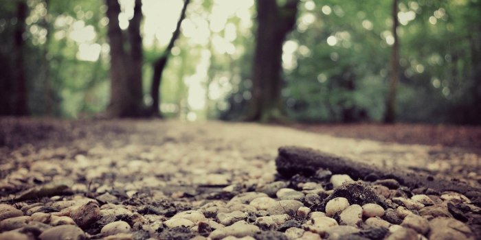 1920x1200 Forests,HD Wallpapers, Ultra HD Widescreen, Landscape, Ground,nature