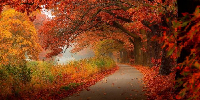 2048x1366 Autumn Leaves Walk Nature Forest Wallpaper [2048x1366]