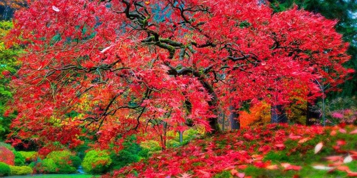 1075x768 Japanese garden wallpaper 1920x1080 Gallery