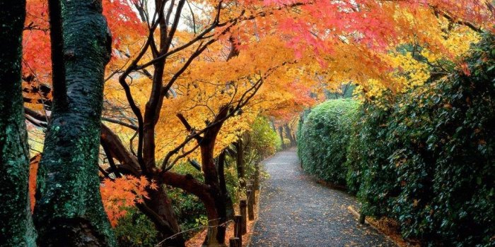 1024x768 Autumn Colors, Kyoto, Japan (Desktop Wallpaper) | Fall | Nature