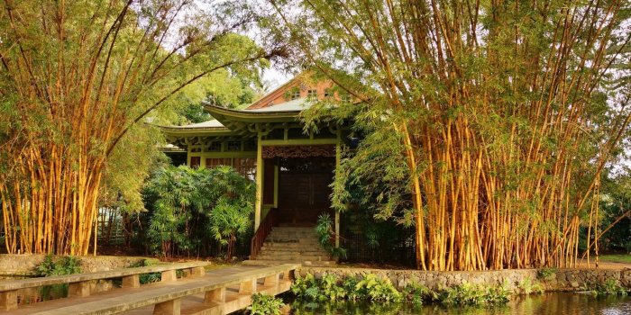 1920x1200 Bamboo trees in a japanese garden wallpaper - Nature wallpapers - #42105