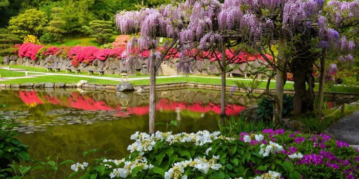 1332x850 Wallpaper pond, Seattle, Japanese garden, hydrangea, Seattle