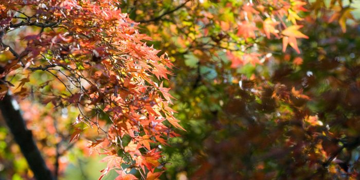 2560x1600 Jeffrey Friedl's Blog » Bonanza of Fall-Foliage Desktop Backgrounds