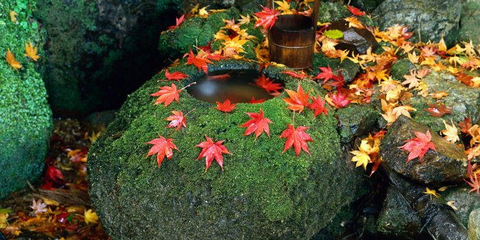 1920x1200 Best 44+ Autumn Leaves On Water Wallpaper Backgrounds on