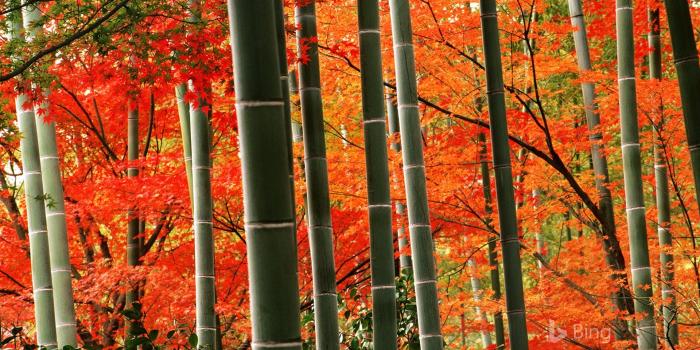 1920x1200 Bamboo forest and fall foliage in Arashiyama Park, Kyoto, Japan