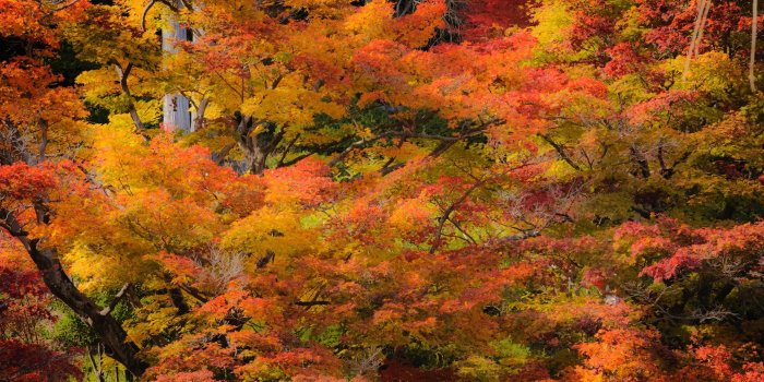 2560x1600 Jeffrey Friedl's Blog » Kyoto Fall Foliage 2012 Preview: A Few