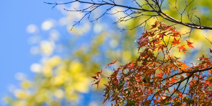 1800x1205 Jeffrey Friedl's Blog » Bonanza of Fall-Foliage Desktop Backgrounds