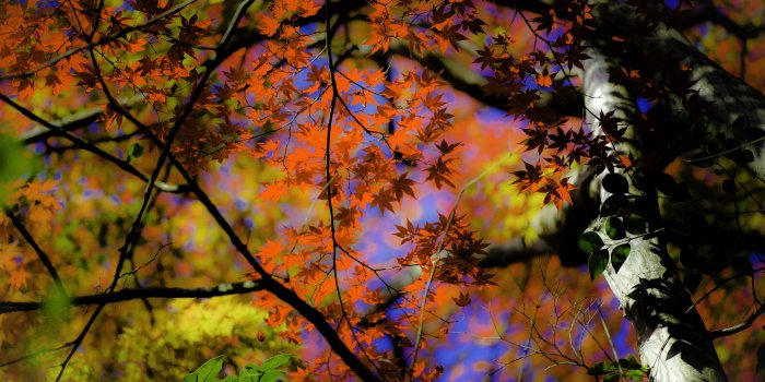 2560x1600 Fall colors wallpaper background Gallery