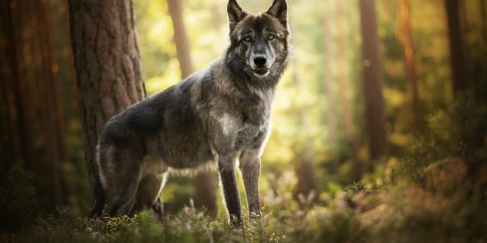 1920x1200 Gray and white wolf, nature, wolf, forest, animals HD wallpaper