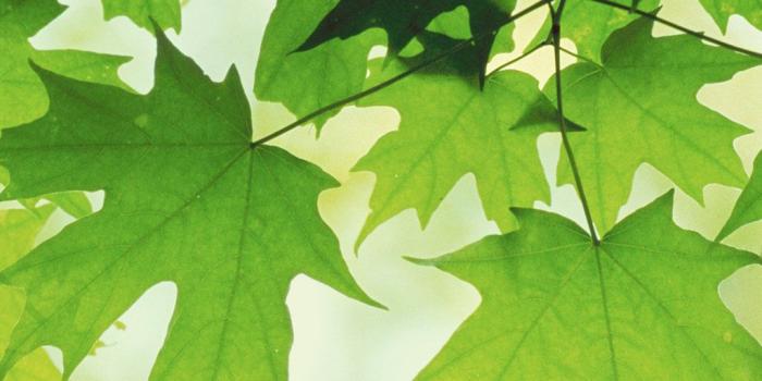 1024x1024 Ipad Default Wallpaper ,free download, (41) - cerc-ug.org