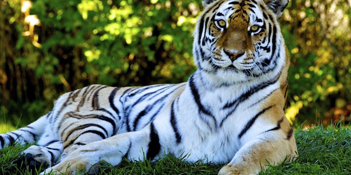 1920x1200 Moving Desktop Wallpaper (42+ Pictures)