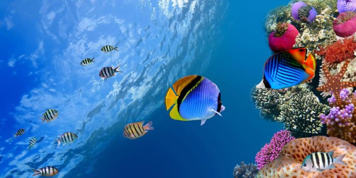 1440x900 Fish Tank Moving Desktop Backgrounds Best Looking Aquarium 1440x900
