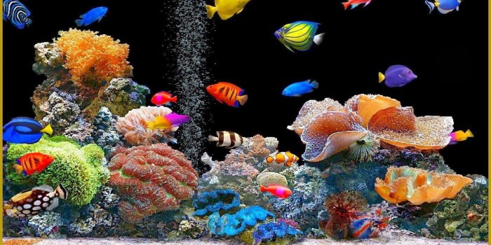1600x900 Fish Tank Moving Desktop Backgrounds Download Animated - simplechurch.us