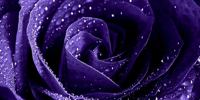 1920x1080 70+ Purple Rose Wallpapers - Download at WallpaperBro
