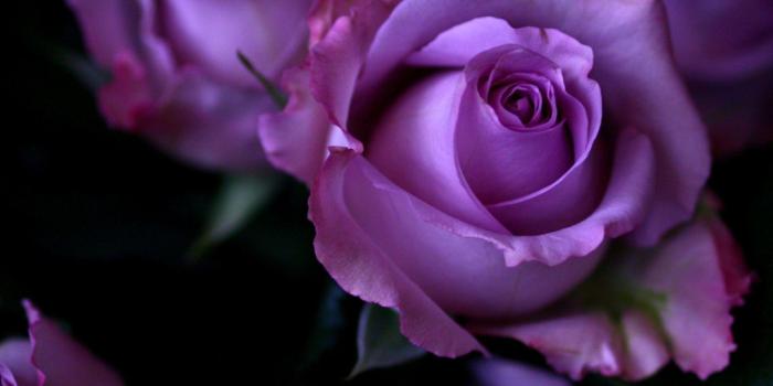2880x1800 Purple Roses Wallpapers