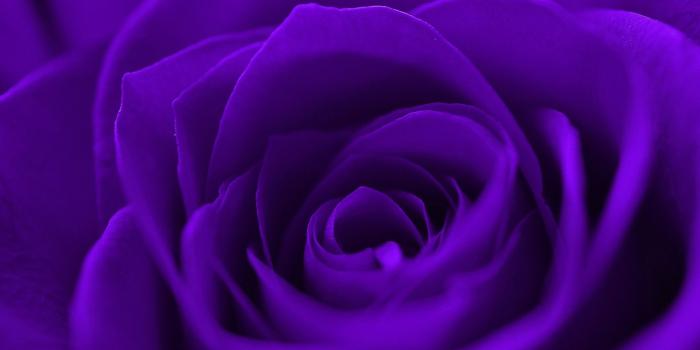 1920x1271 Purple Rose HD Wallpapers