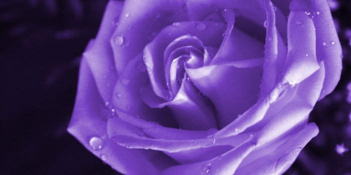 1600x1200 Purple Rose Wallpaper - Wallpaper, High Definition, High Quality