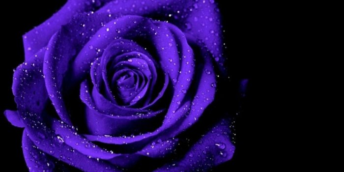 1366x768 Violet Rose Wallpapers