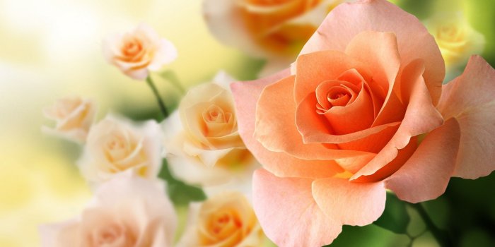 2560x1440 60+ Peach Roses Wallpapers - Download at WallpaperBro