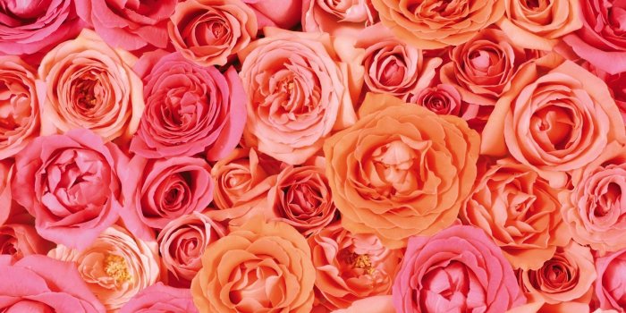 1920x1200 Pink and Peach Roses HD Wallpaper | Background Image | 1920x1200