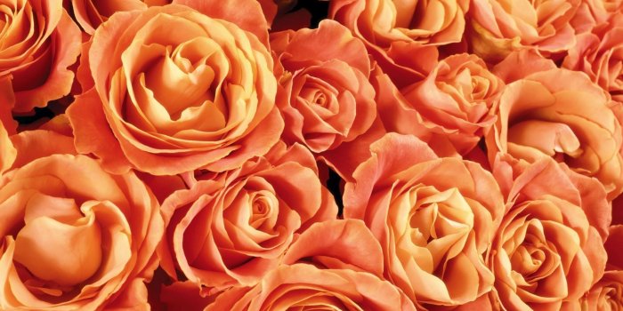 1920x1200 Peach-Colored Roses HD Wallpaper | Background Image | 1920x1200 | ID