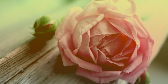 2560x1440 70+ Peach Rose Wallpapers - Download at WallpaperBro