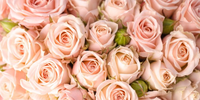 5000x3333 Peach Flower Clipart Rose Background - Light Pink Roses Background