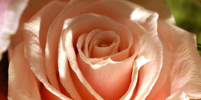 1920x1285 Rosa ' What a Peach' | Peach Rose 150x150 Orange Flowers | Roses