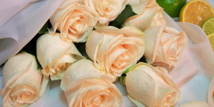 1920x1200 Wet peach roses wallpaper - Flower wallpapers - #12338