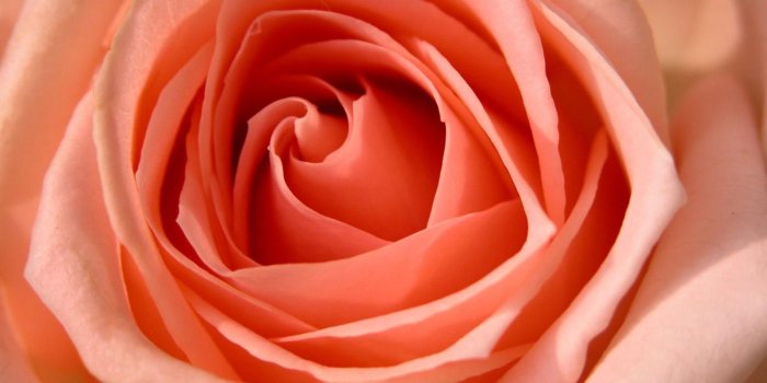 1600x1200 Desktop Wallpapers » Flowers Backgrounds » Peach Rose » www